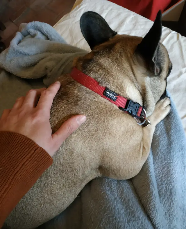 Chien, séance de kinésiologie, bien être, détente, médecine douce et holistique, demoname alatienne
