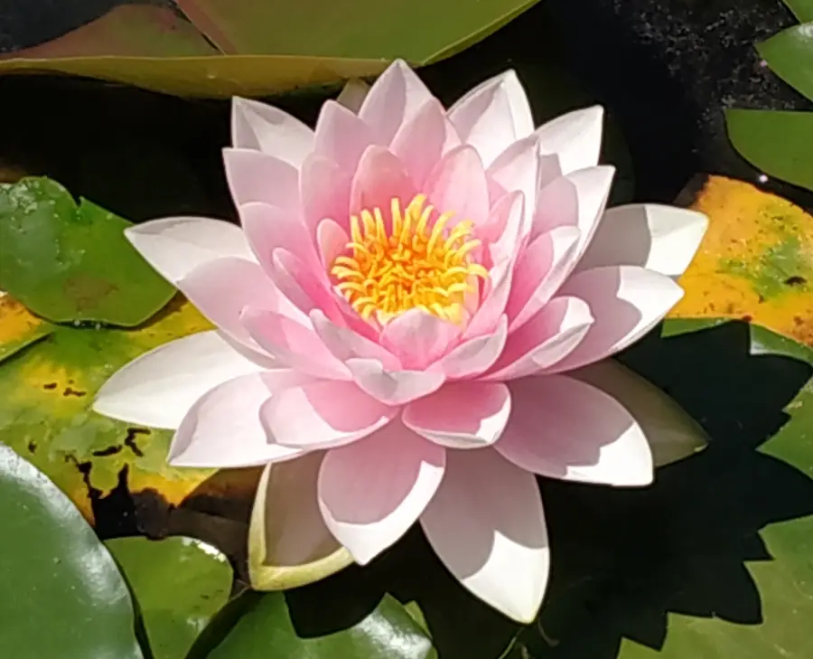 Fleur de lotus, calme, détente, bien être, méthode holistique, demoname alatienne