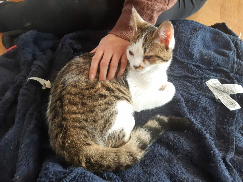 Chat, bien être, kinésiologie animale, médecine douce, détente, libération émotionnelle, demoname alatienne